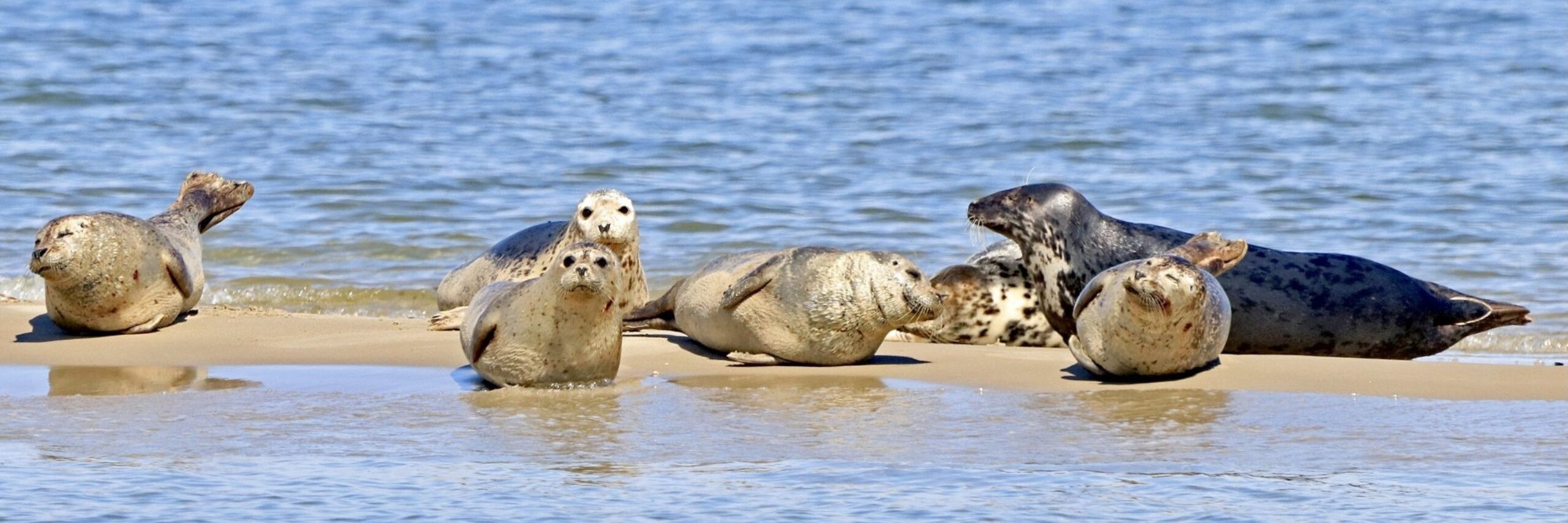 Zeehonden vanaf De Vrijheid