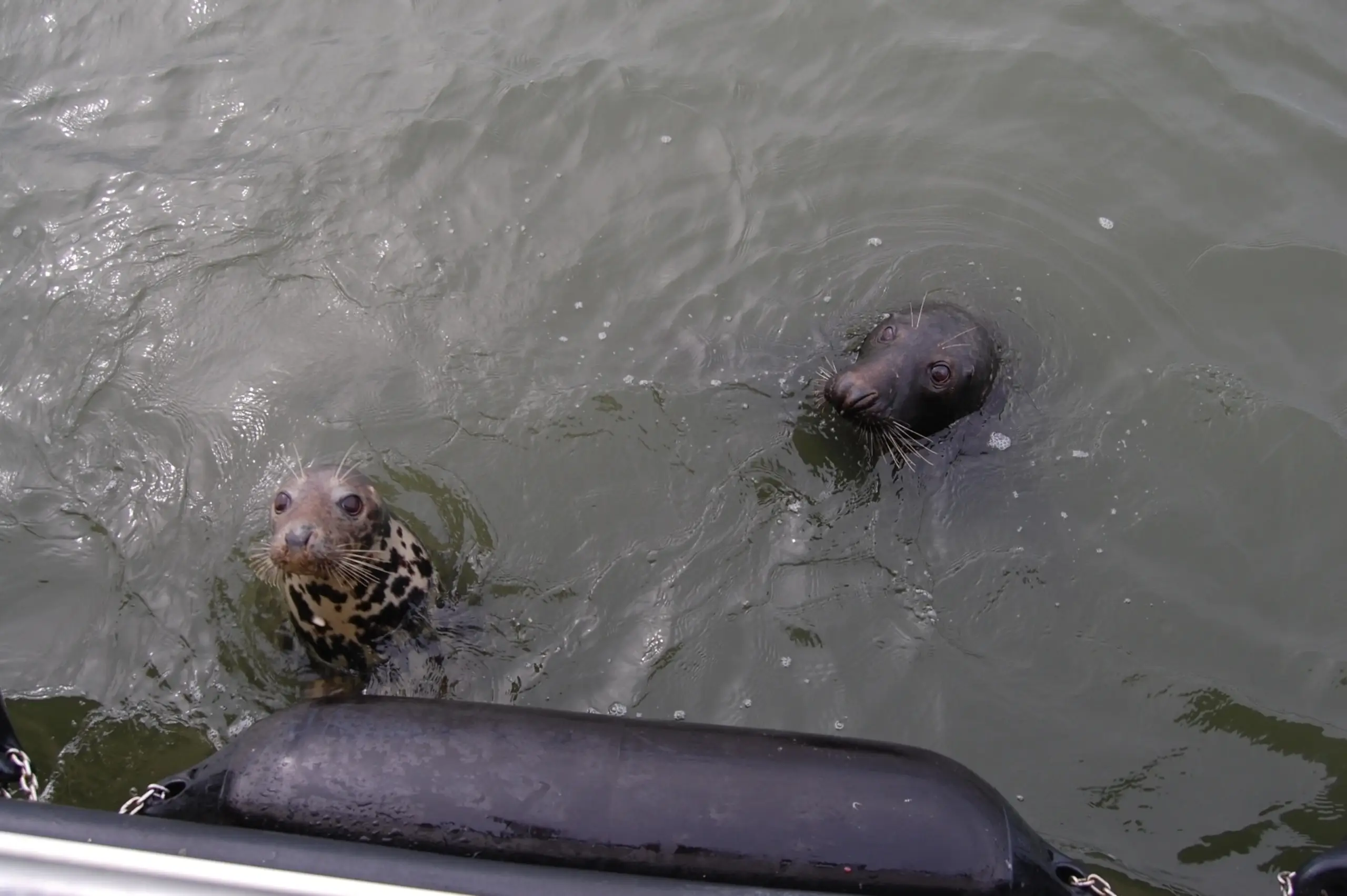 Zeehonden bij Het Sop