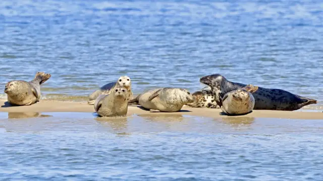 Zeehonden vanaf De Vrijheid