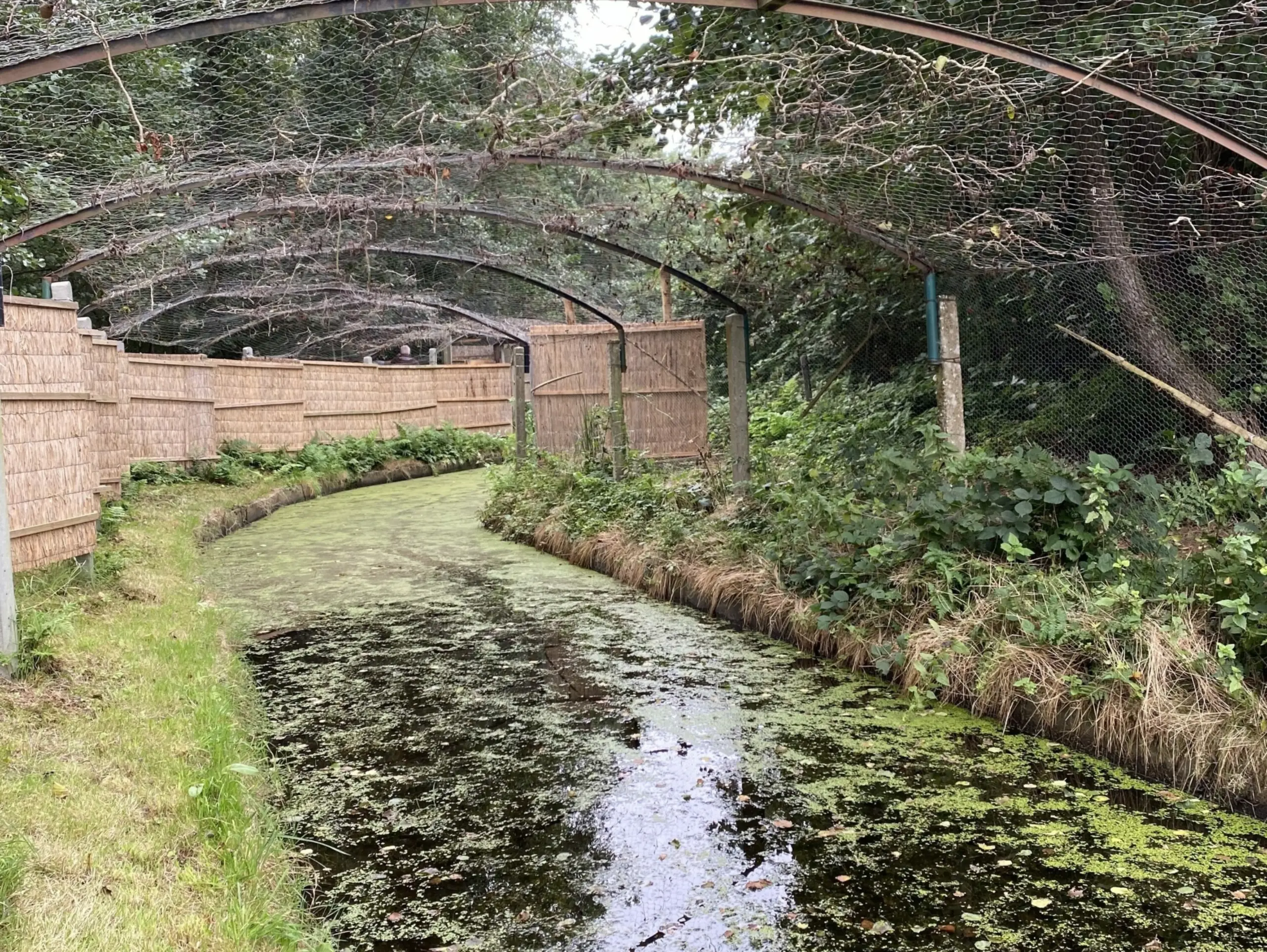 Eendenkooi Korverskooi