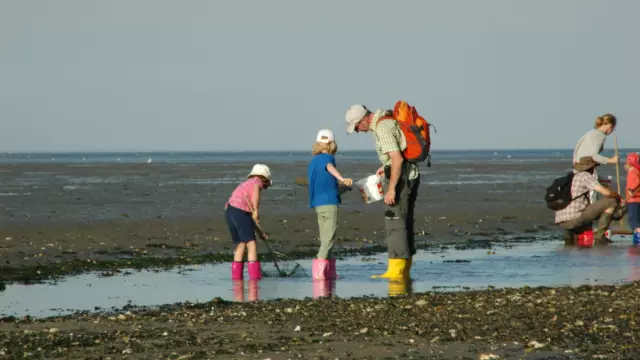 Wadlopen op Texel familieprogramma Ecomare VVV Texel