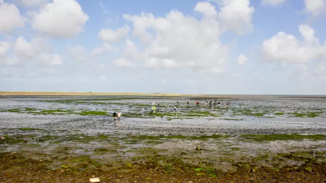 Oestertocht Tesselse oesterman VVV Texel