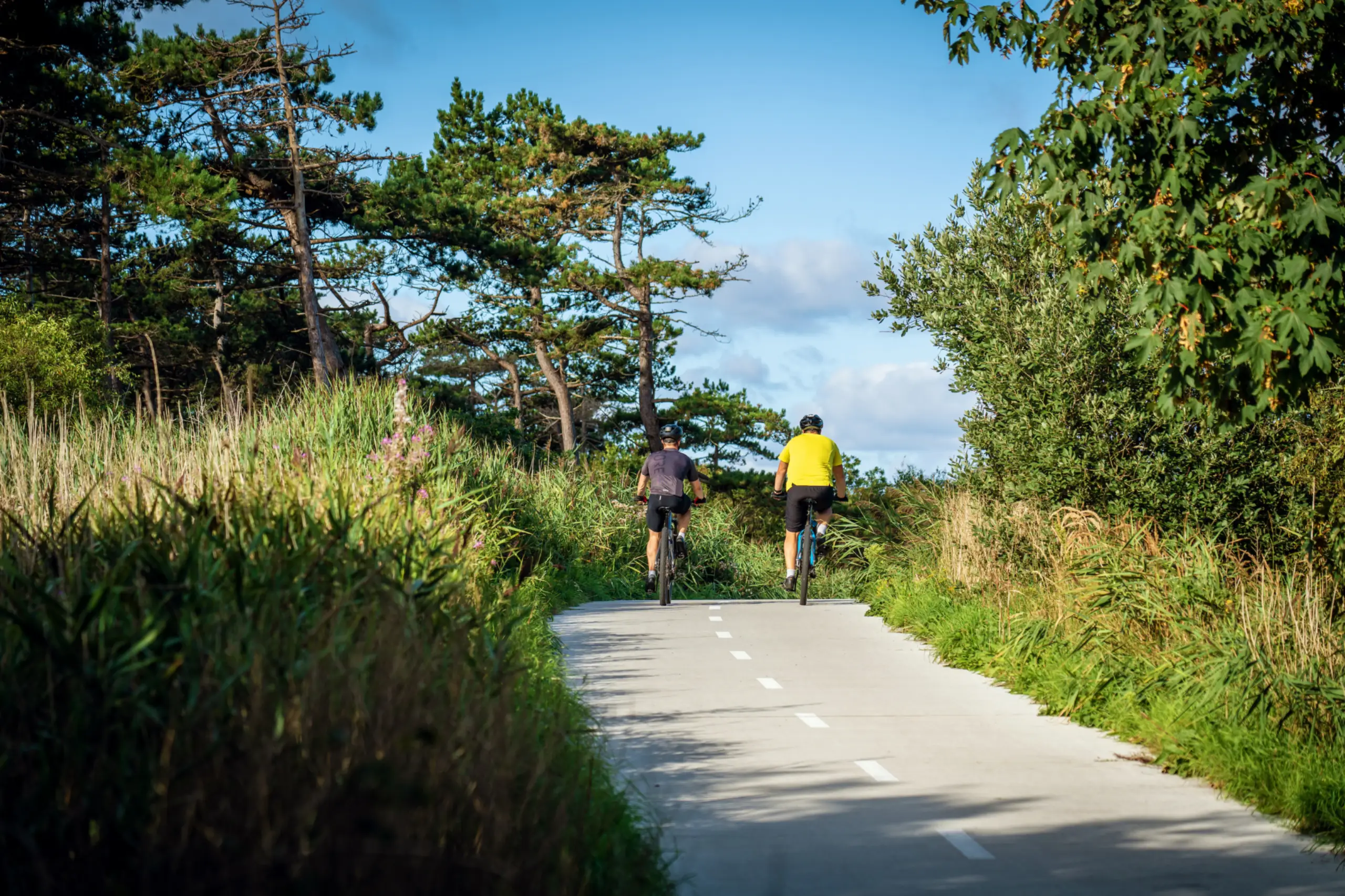 Fietspad door De Dennen