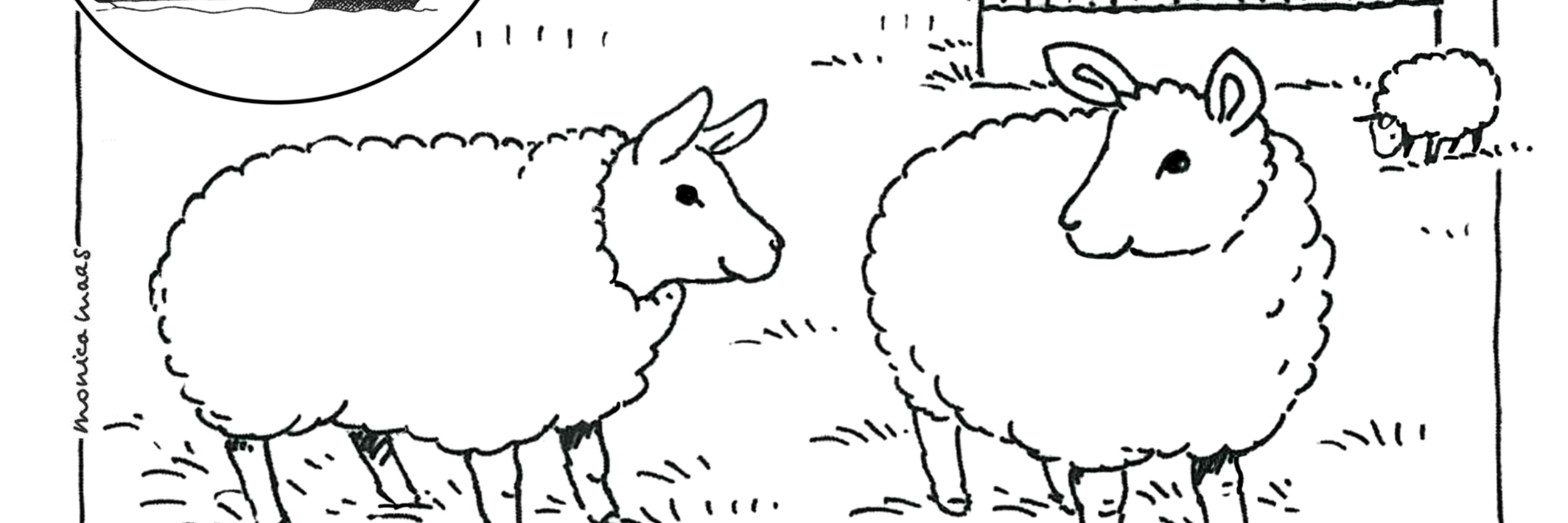 Kleurplaat schaap VVV Texel Monica Maas