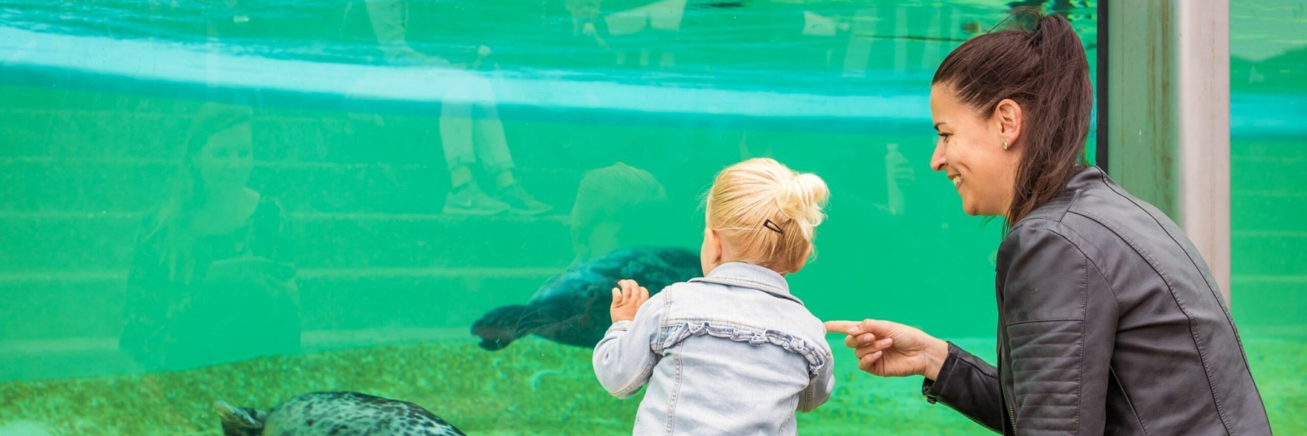 Zeehonden kijken bij Ecomare