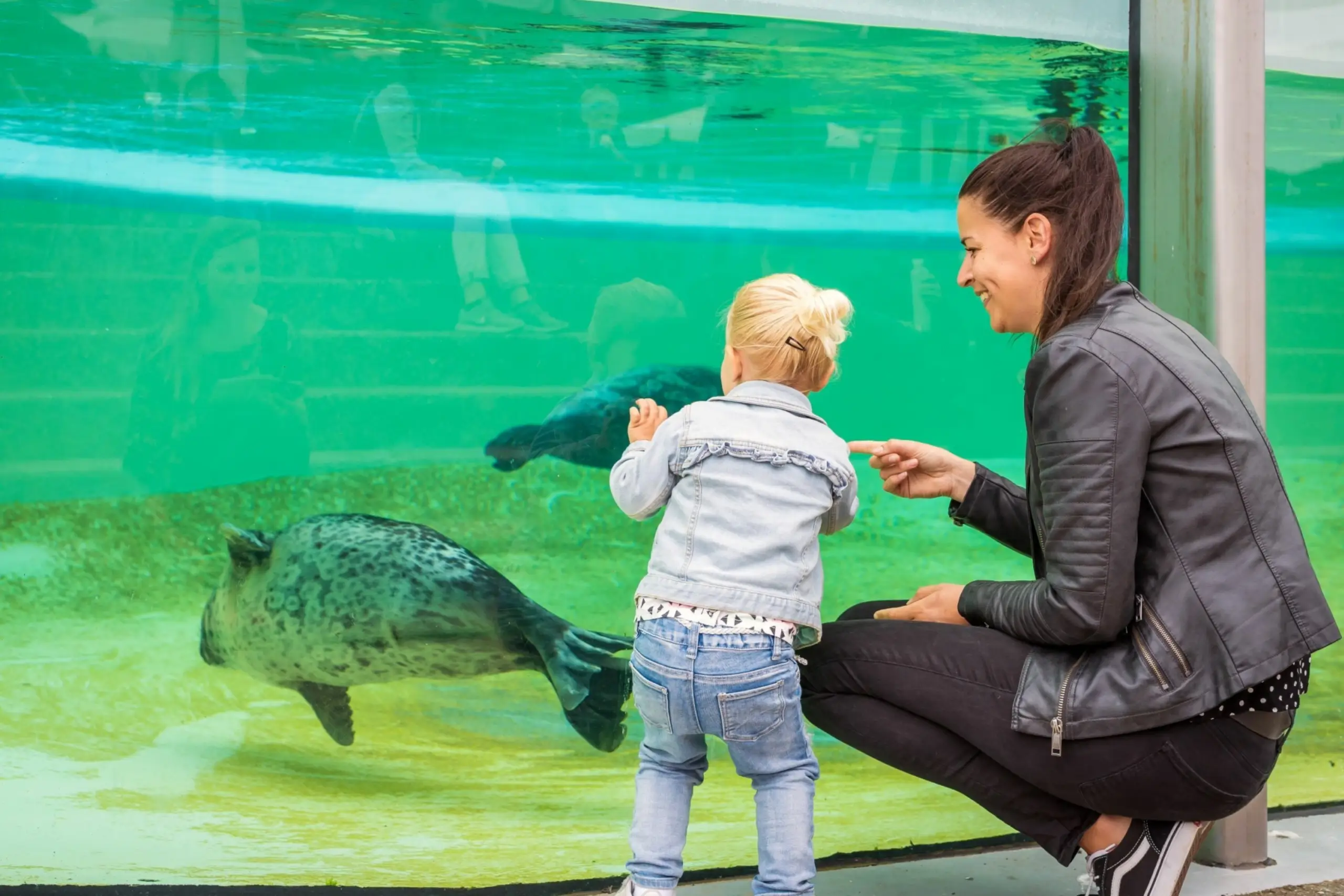 Zeehonden kijken bij Ecomare