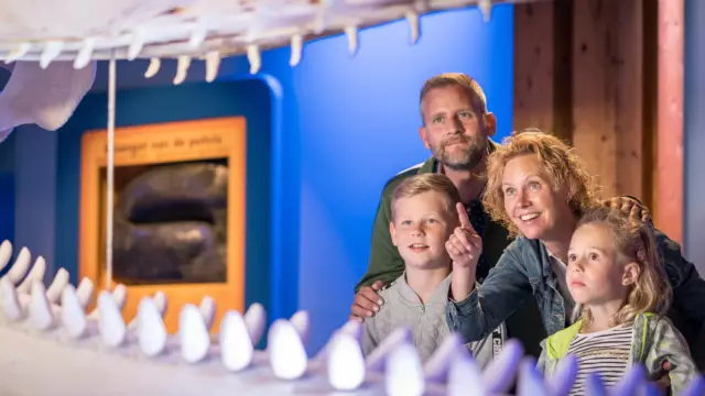 Walvis bekijken bij Ecomare