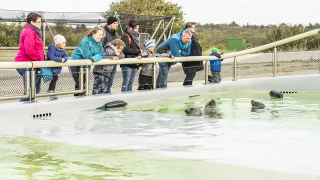 Kijken bij de zeehonden
