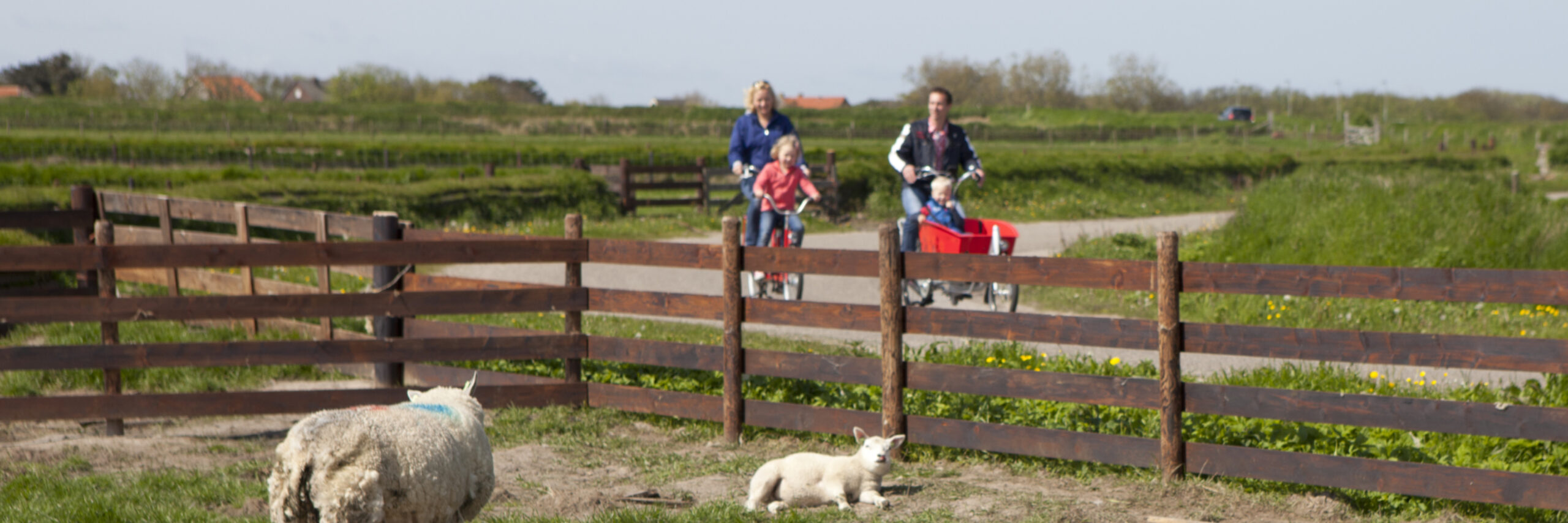 Fietsen langs de lammetjes VVV Texel fotograaf Tessa Jol