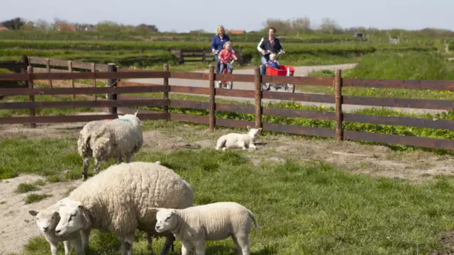 Fietsen langs de lammetjes VVV Texel fotograaf Tessa Jol