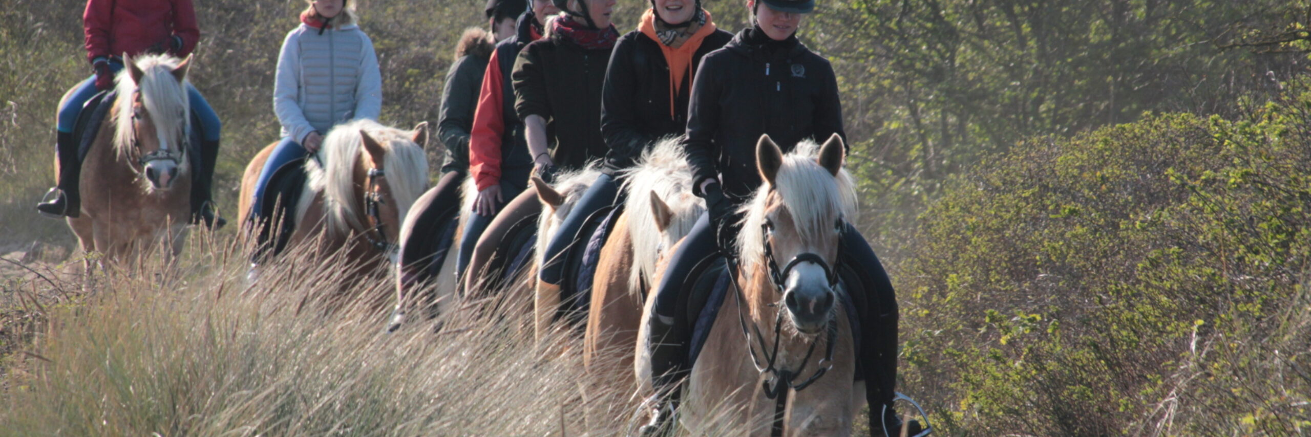 Groepsrit met haflingers