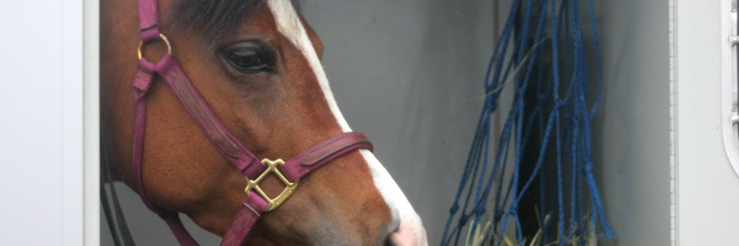 Paard in trailer op de boot VVV Texel