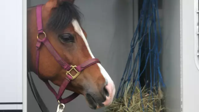 Paard in trailer op de boot VVV Texel
