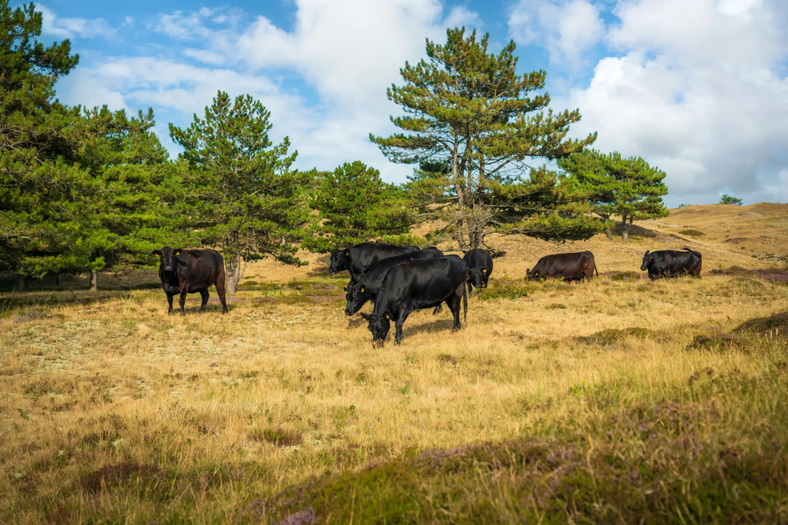 Koeien in Bollenkamer, wandelroute Langs grote grazers