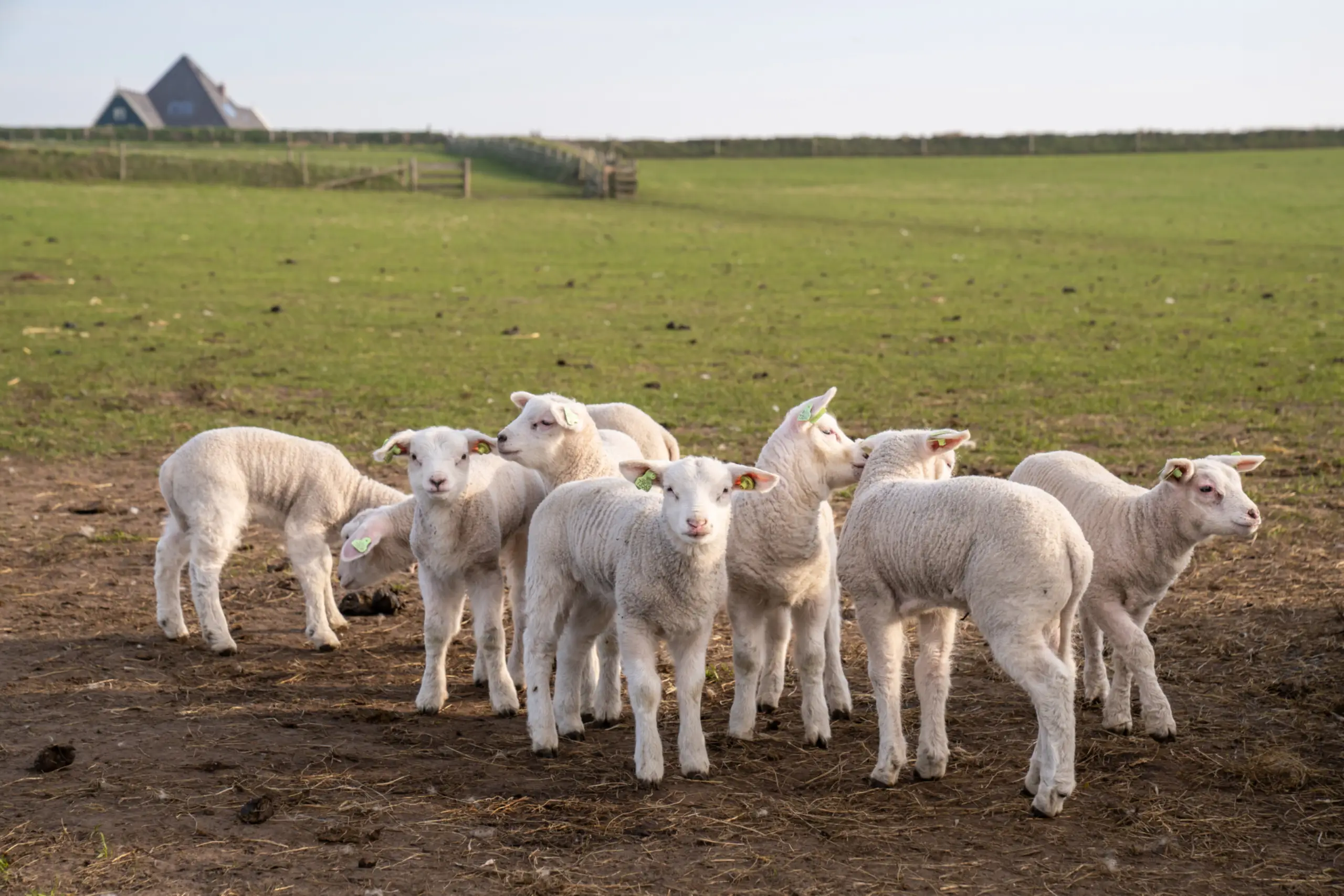 Lammetjes op de Hoge Berg