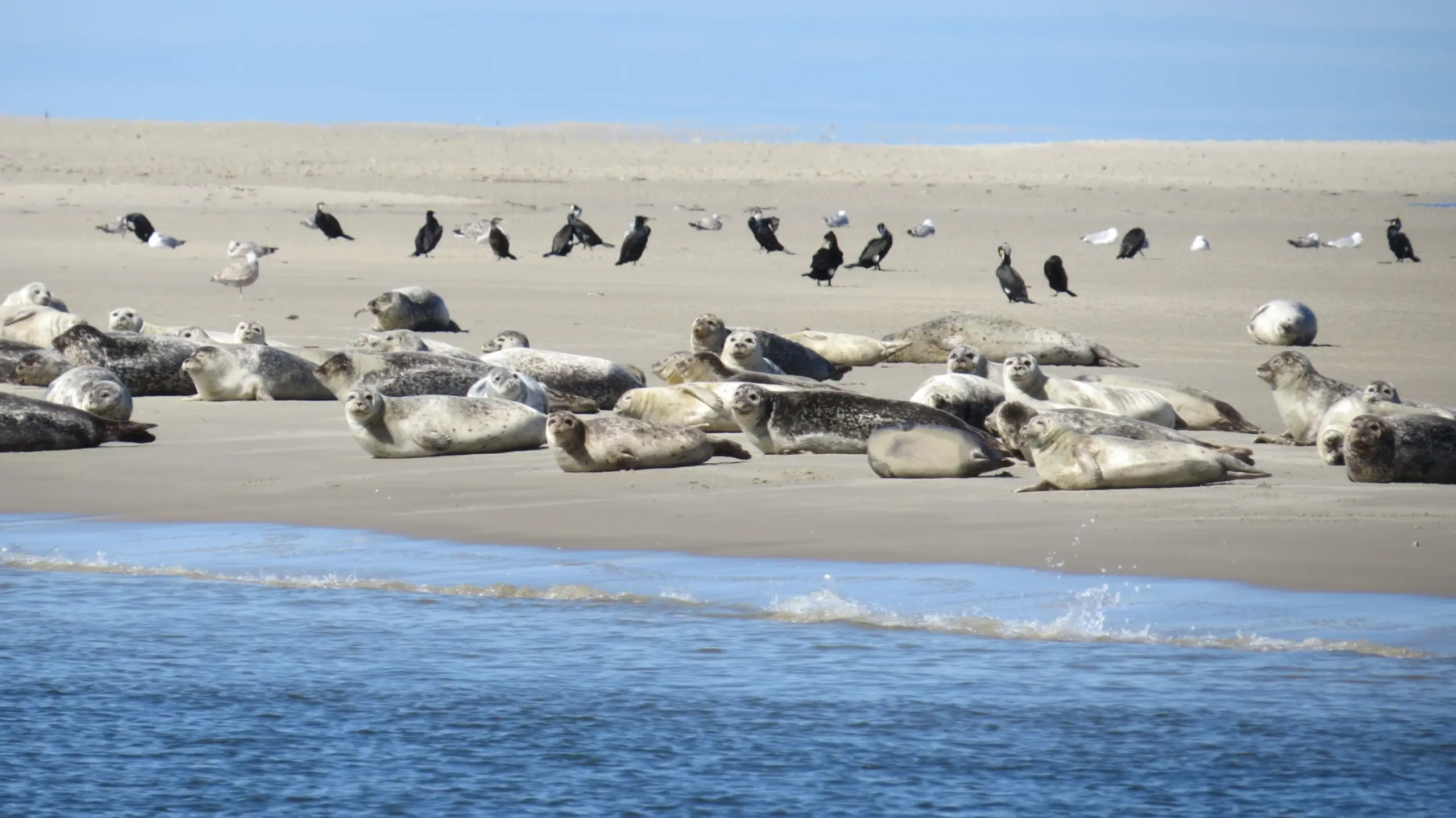 Zeehonden bekijken met Het Sop