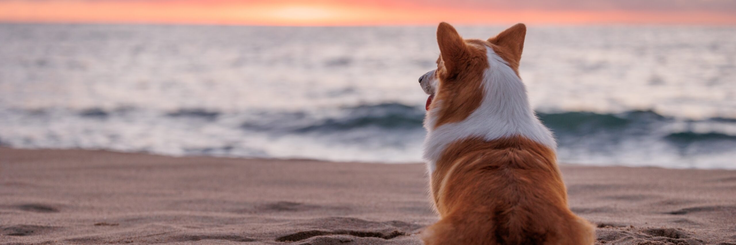 Hond op het strand shutterstock 2383108095