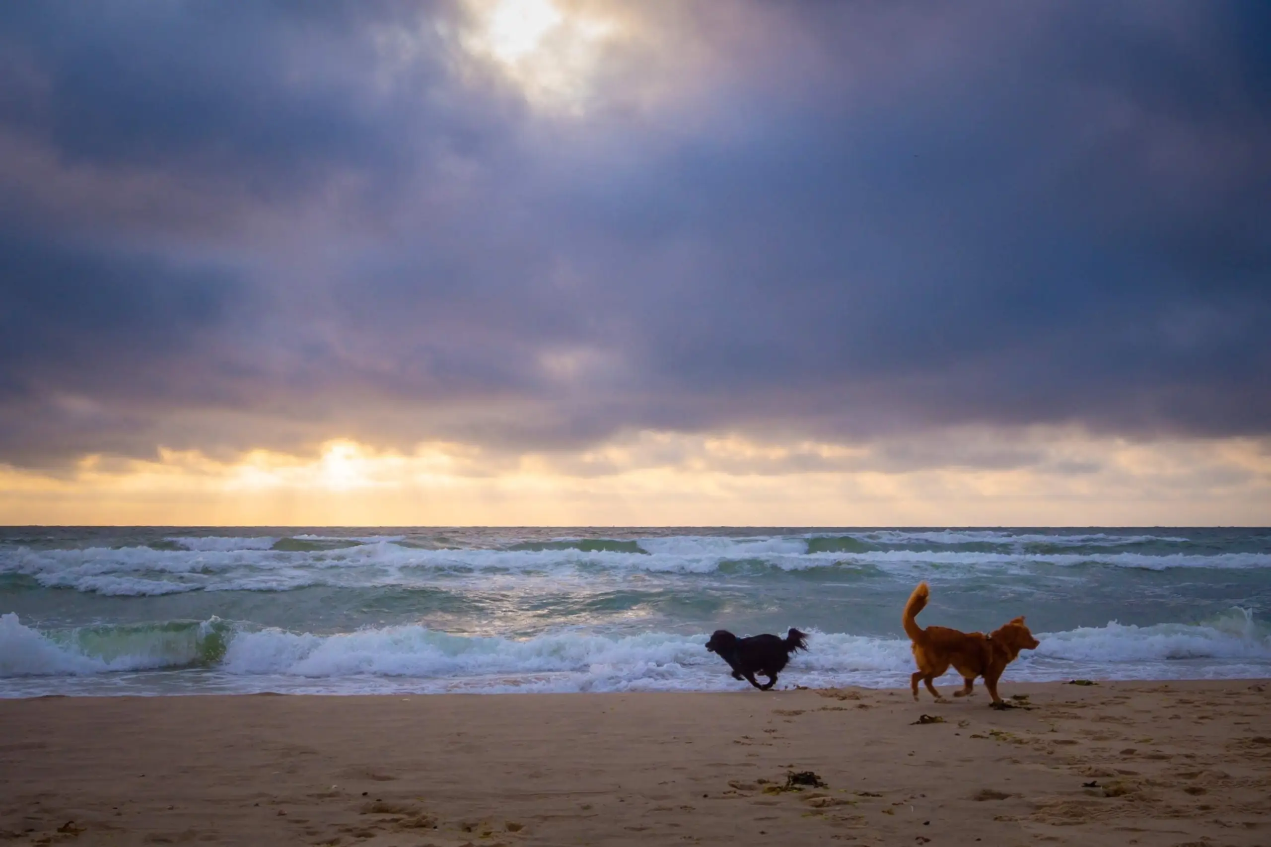 Hondjes op het strand