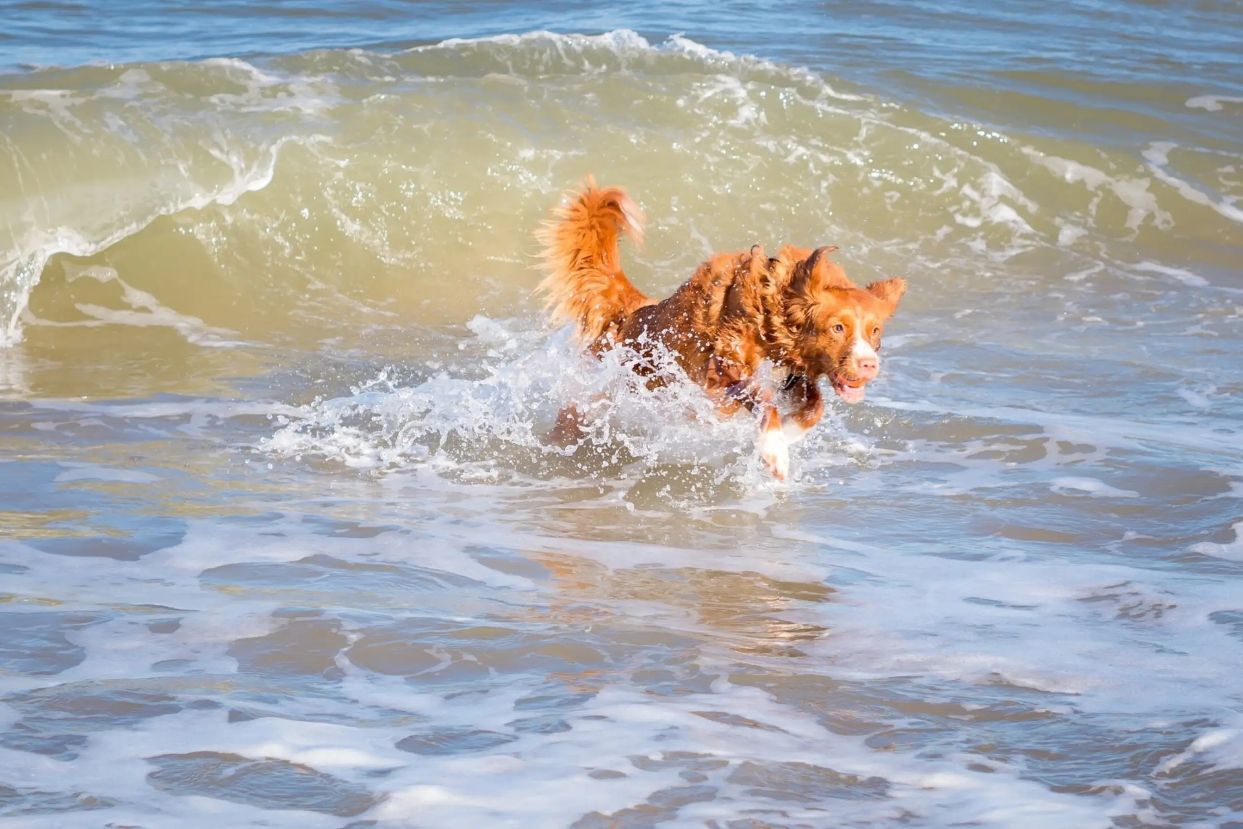Hond in zee