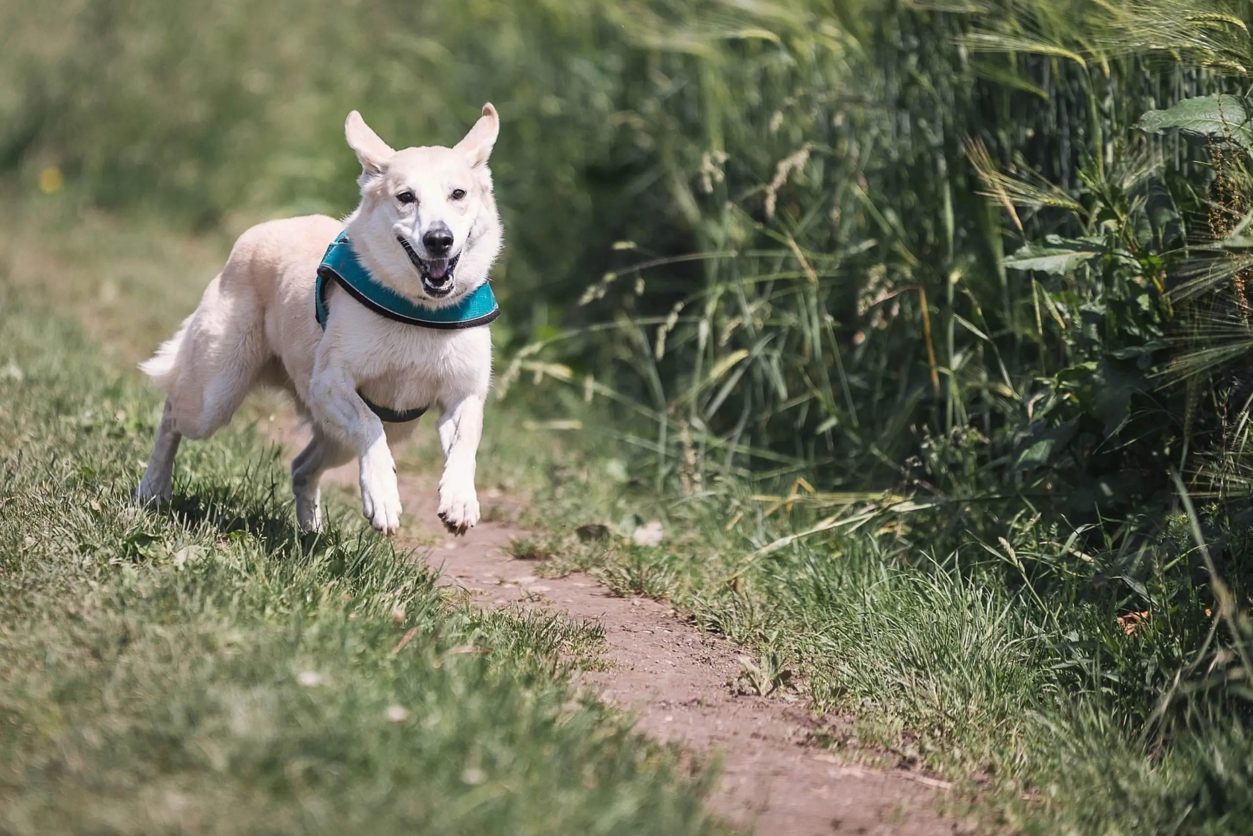 Hond loopt in gebied waar geen aanlijnplicht geldt