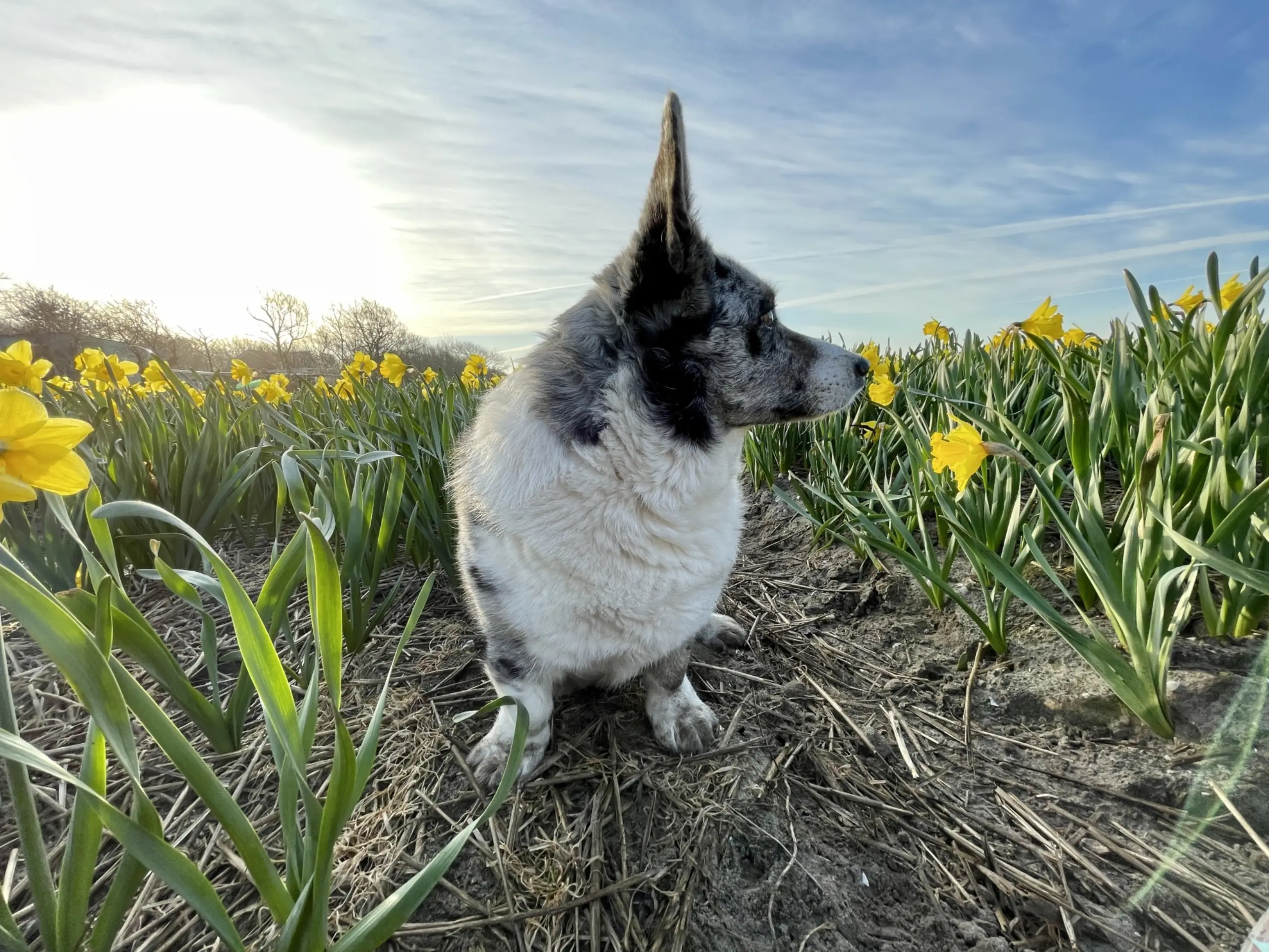 Een hond tussen de narcissen