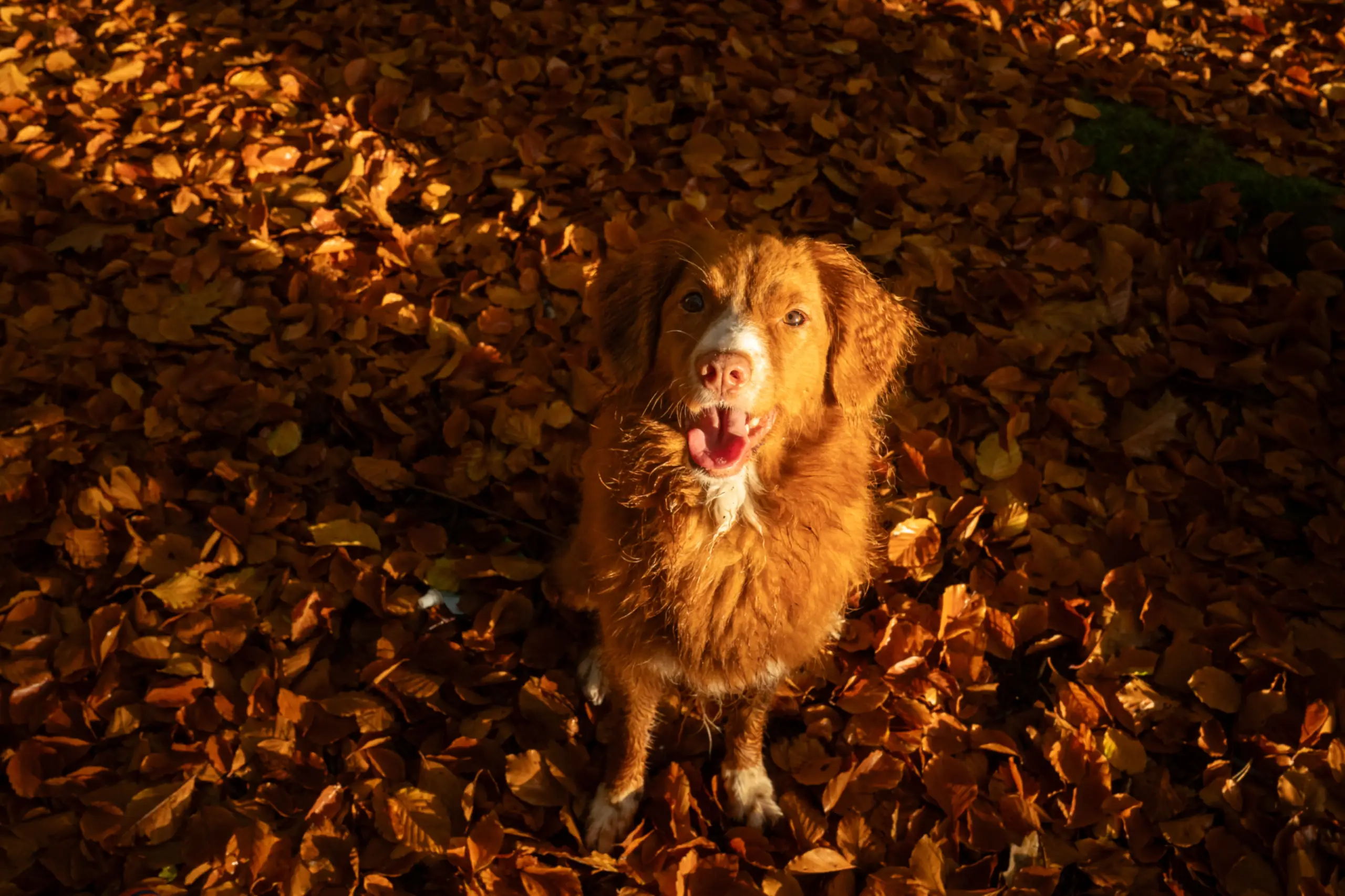 Herfst in De Dennen