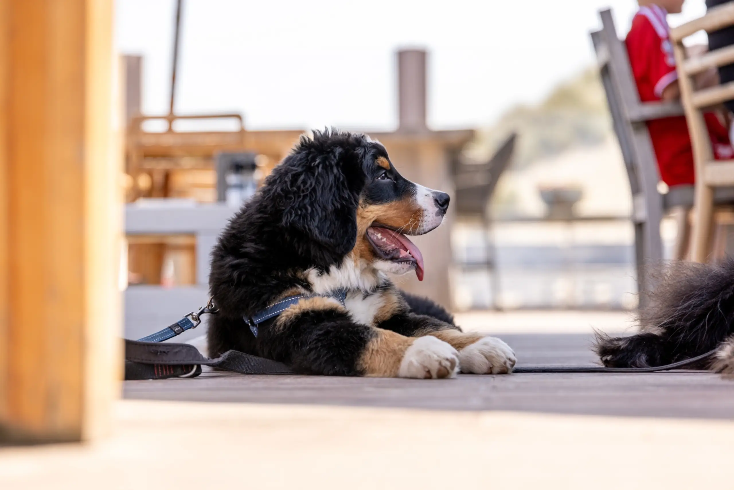 Hond op het strandpaviljoen