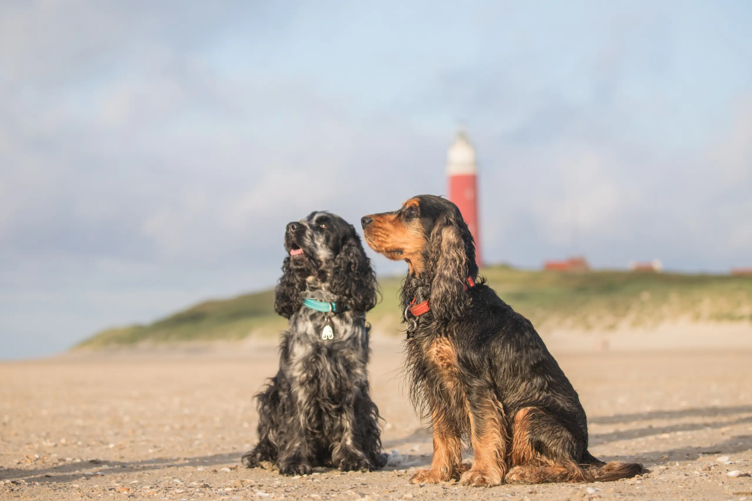 Honden bij de vuurtoren