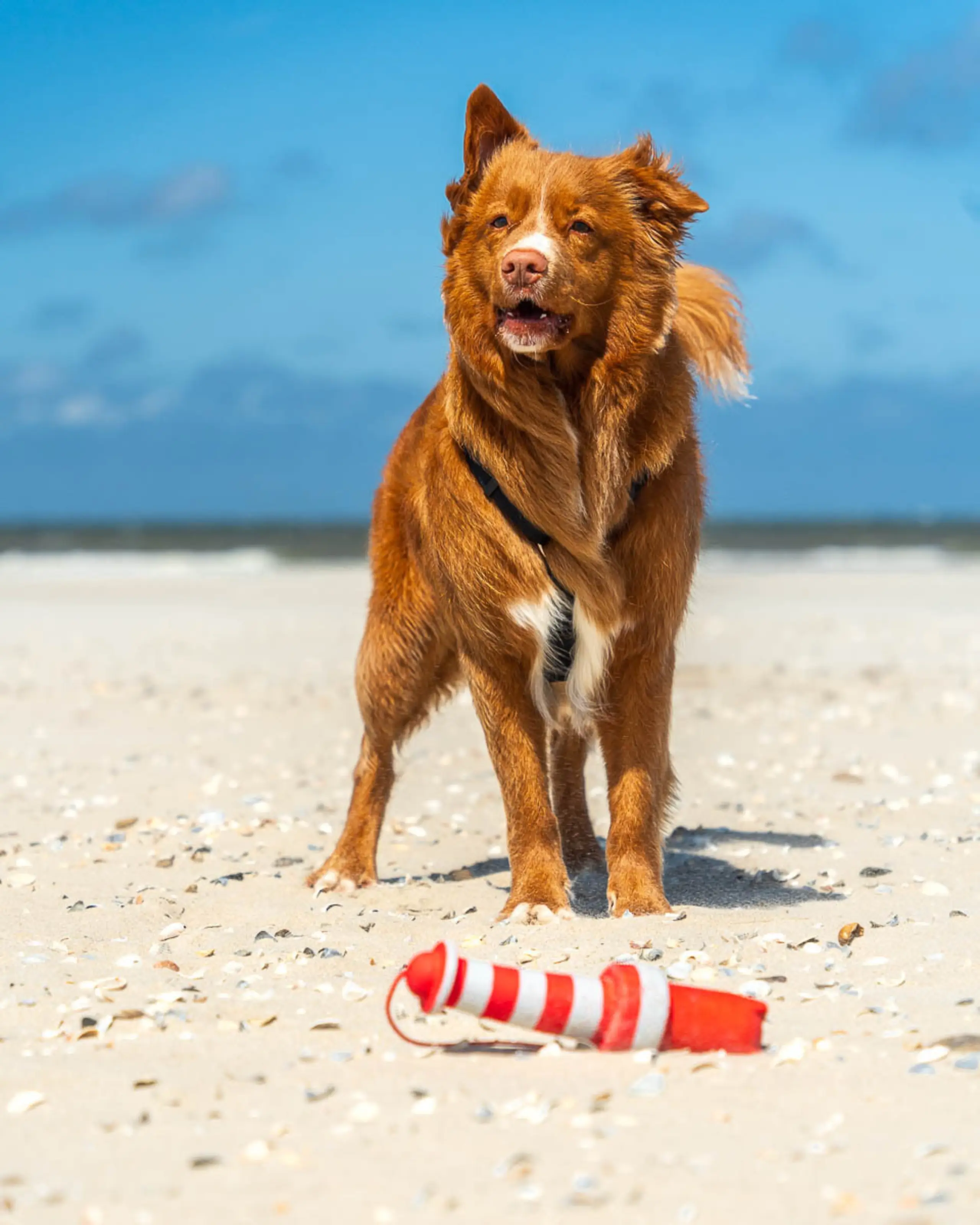 Hond op het strand