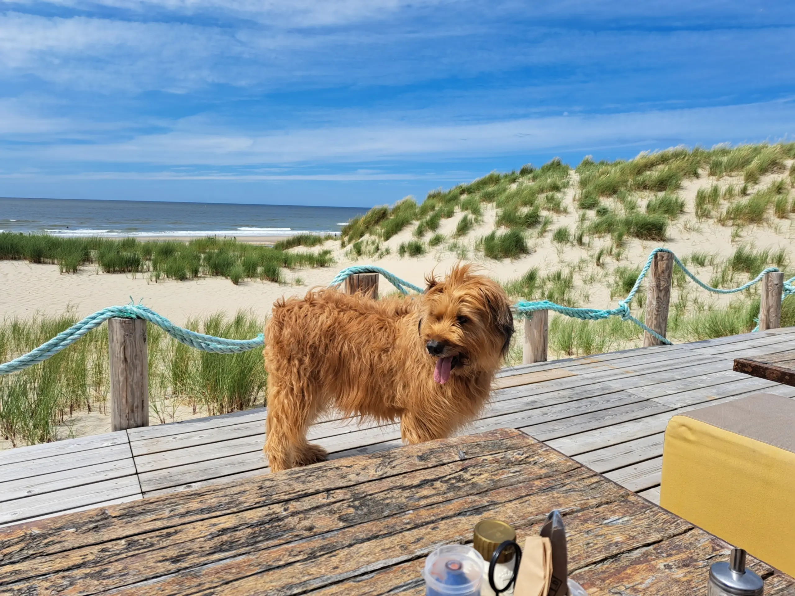 Hond bij Paal 9