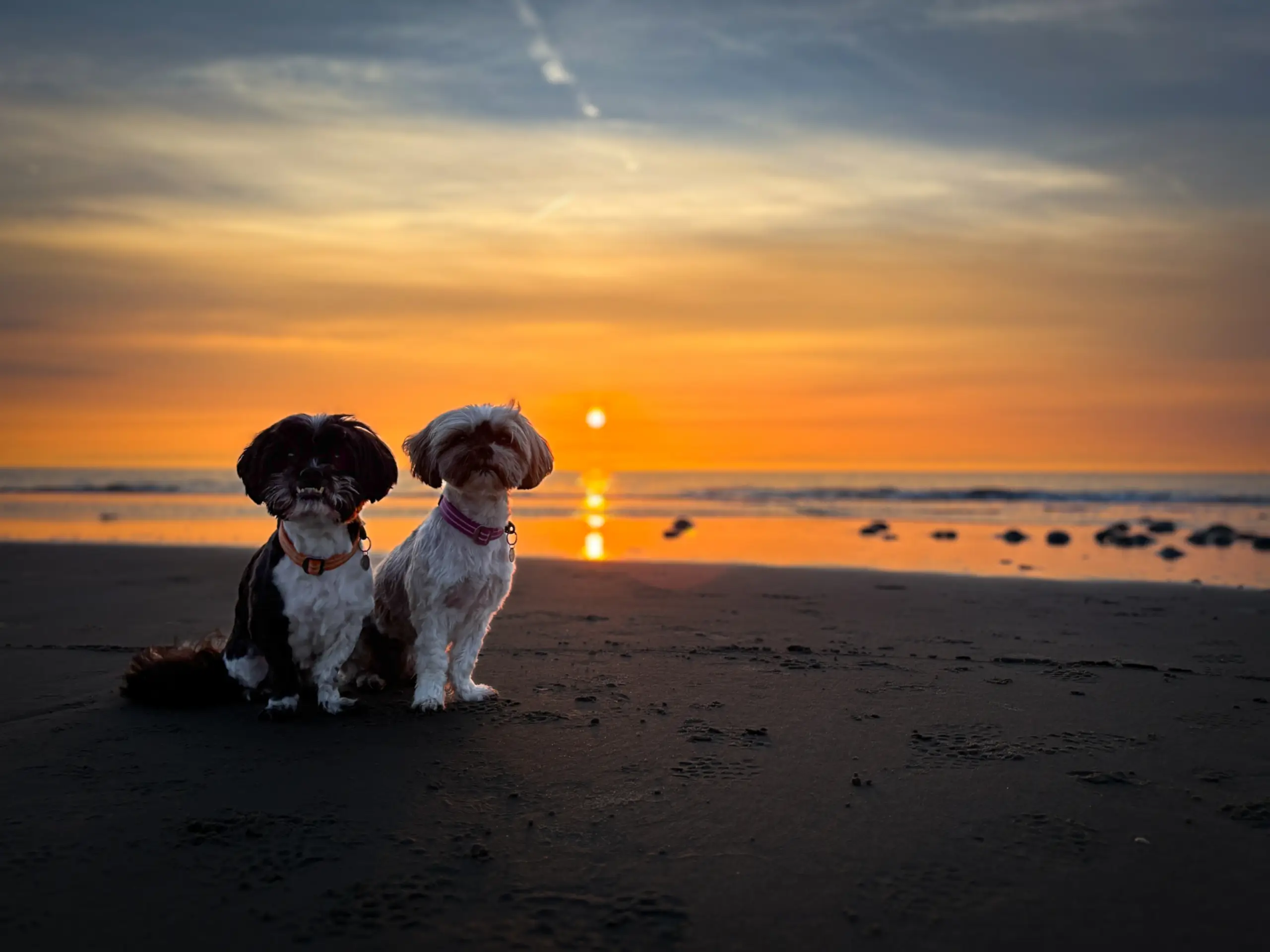 Hondjes bij zonsondergang