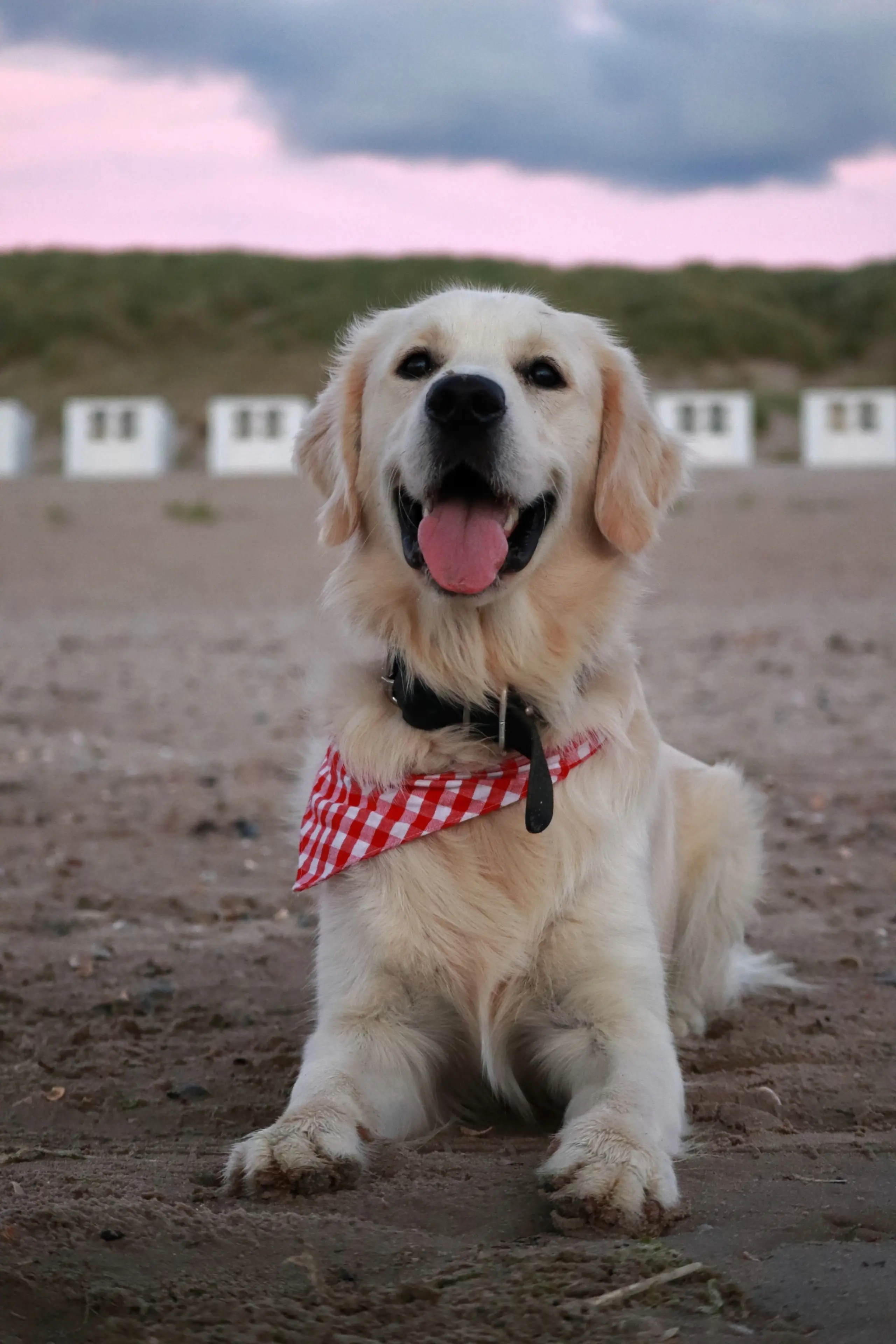 Jip op Texel