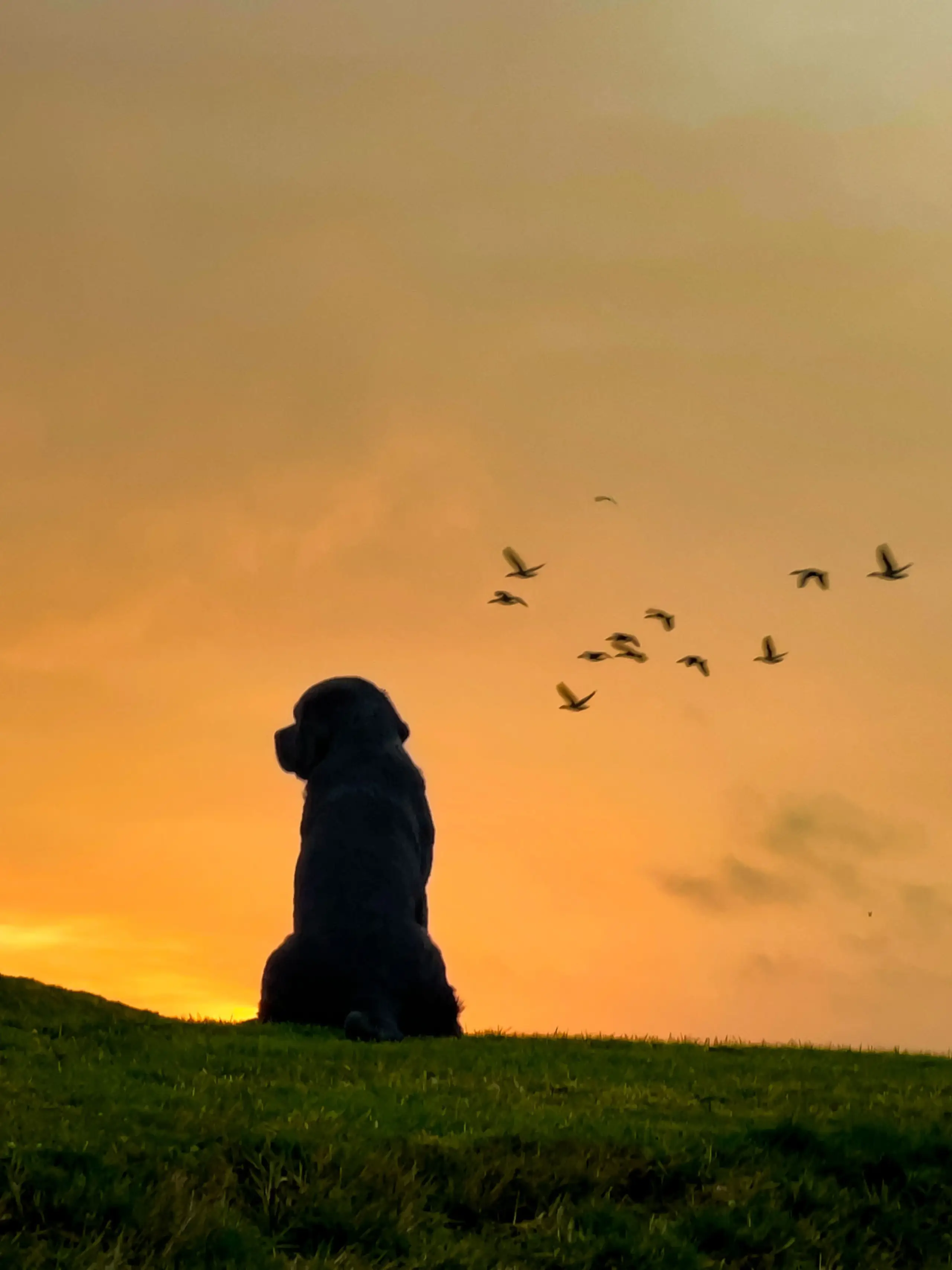 Hond bij zonsondergang