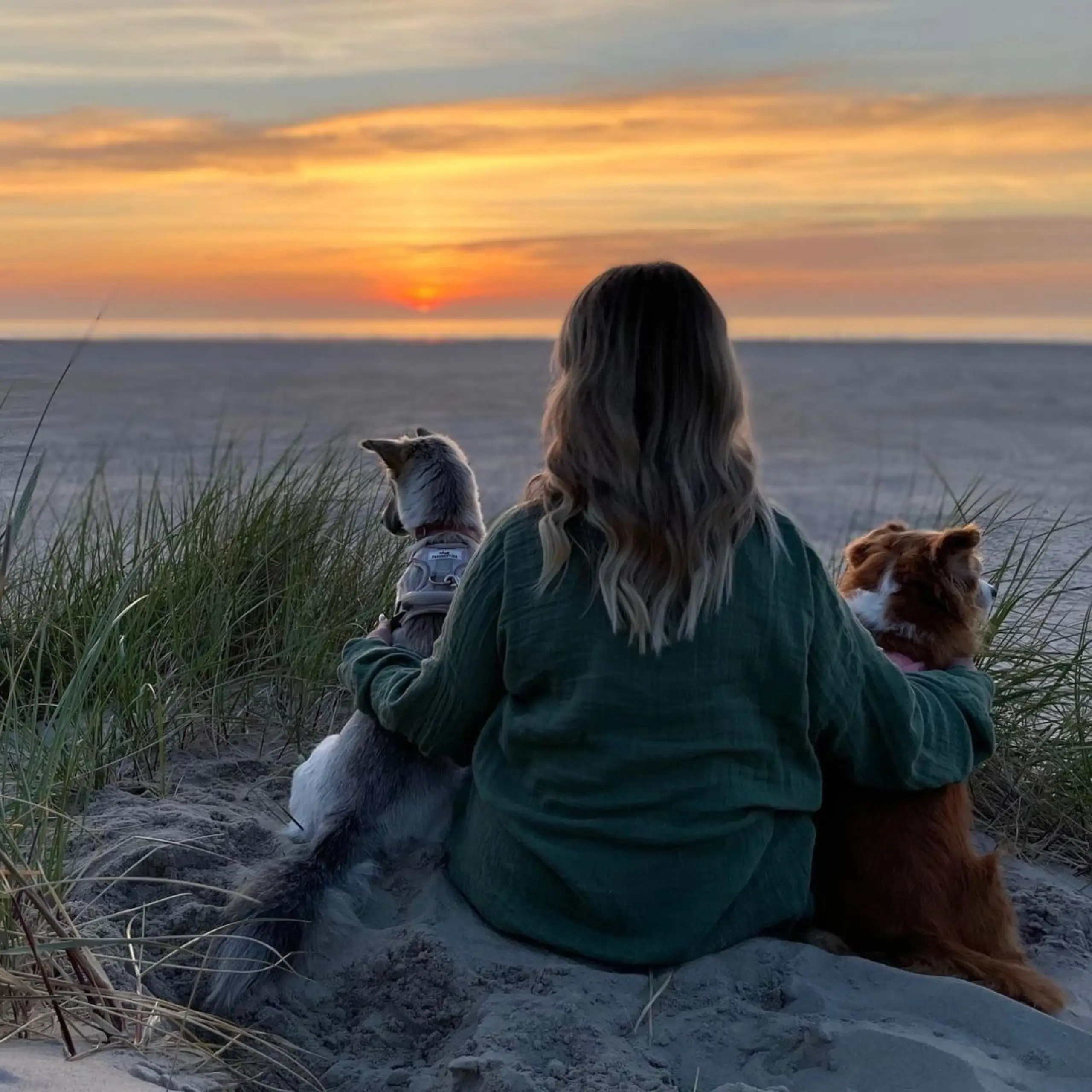 Honden op Texel