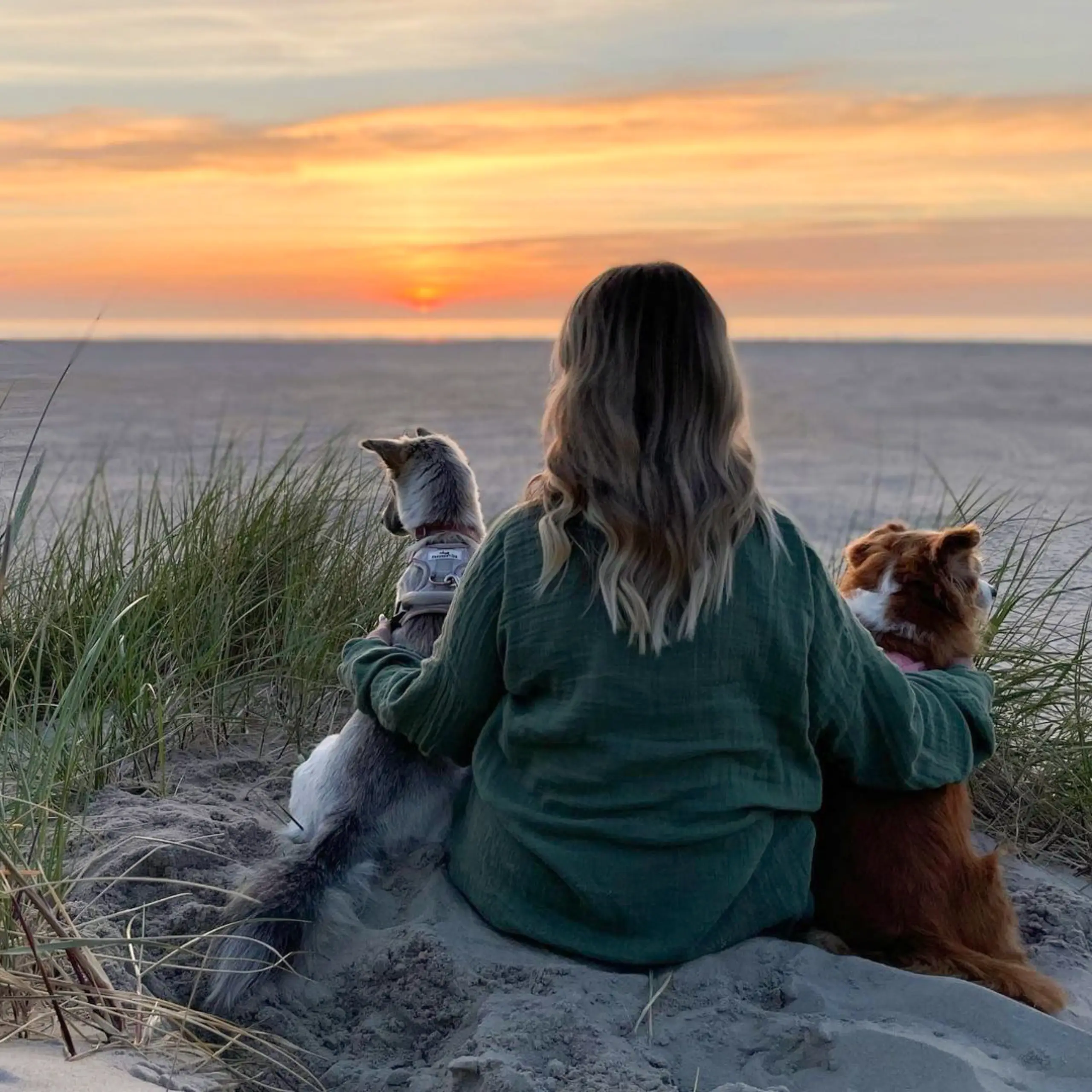 Hunden auf Texel