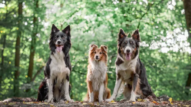 Drie honden in het bos