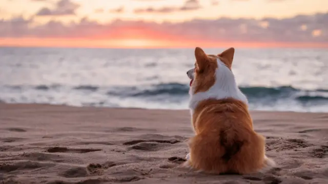Hond op het strand shutterstock 2383108095