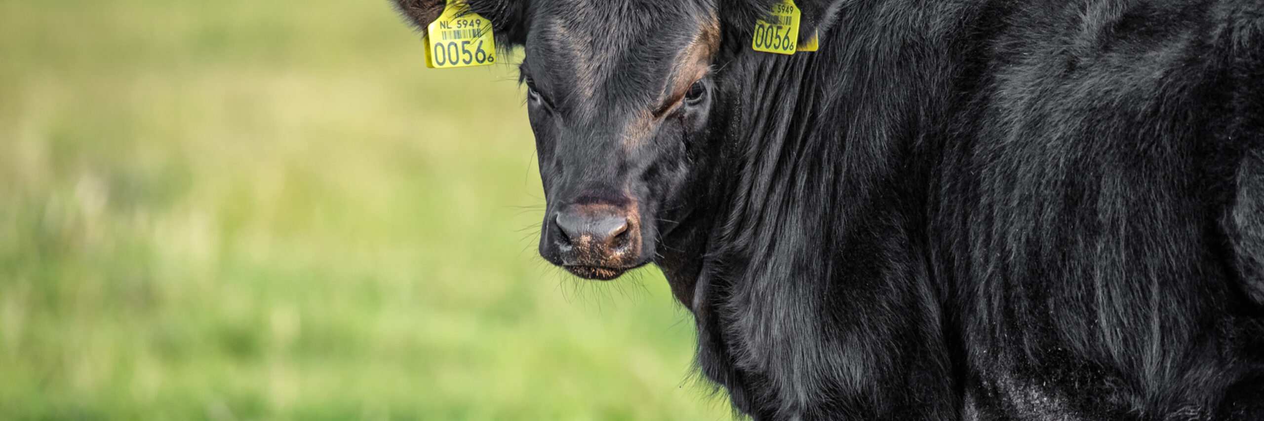 Langs grote grazers
