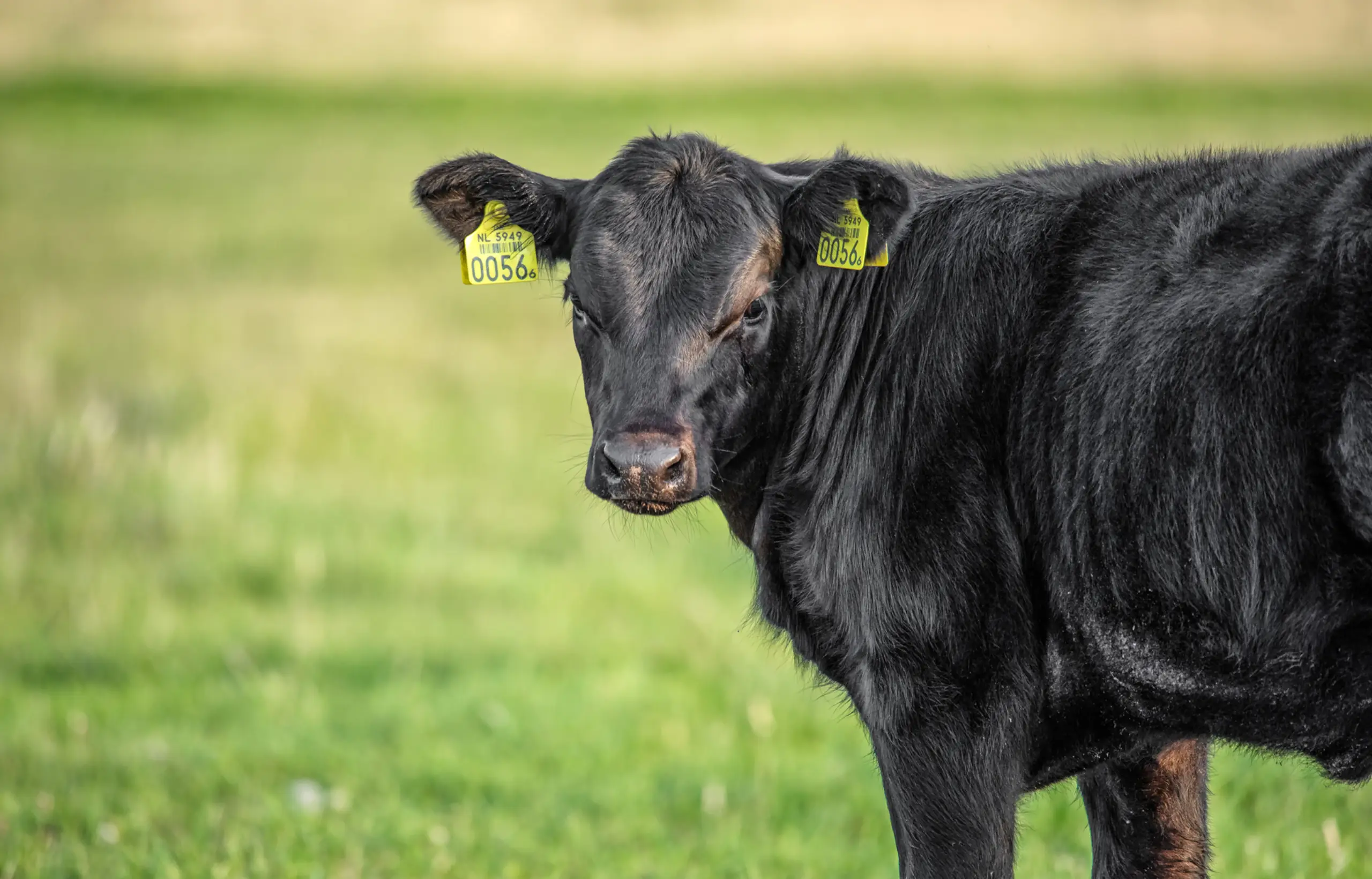 Langs grote grazers