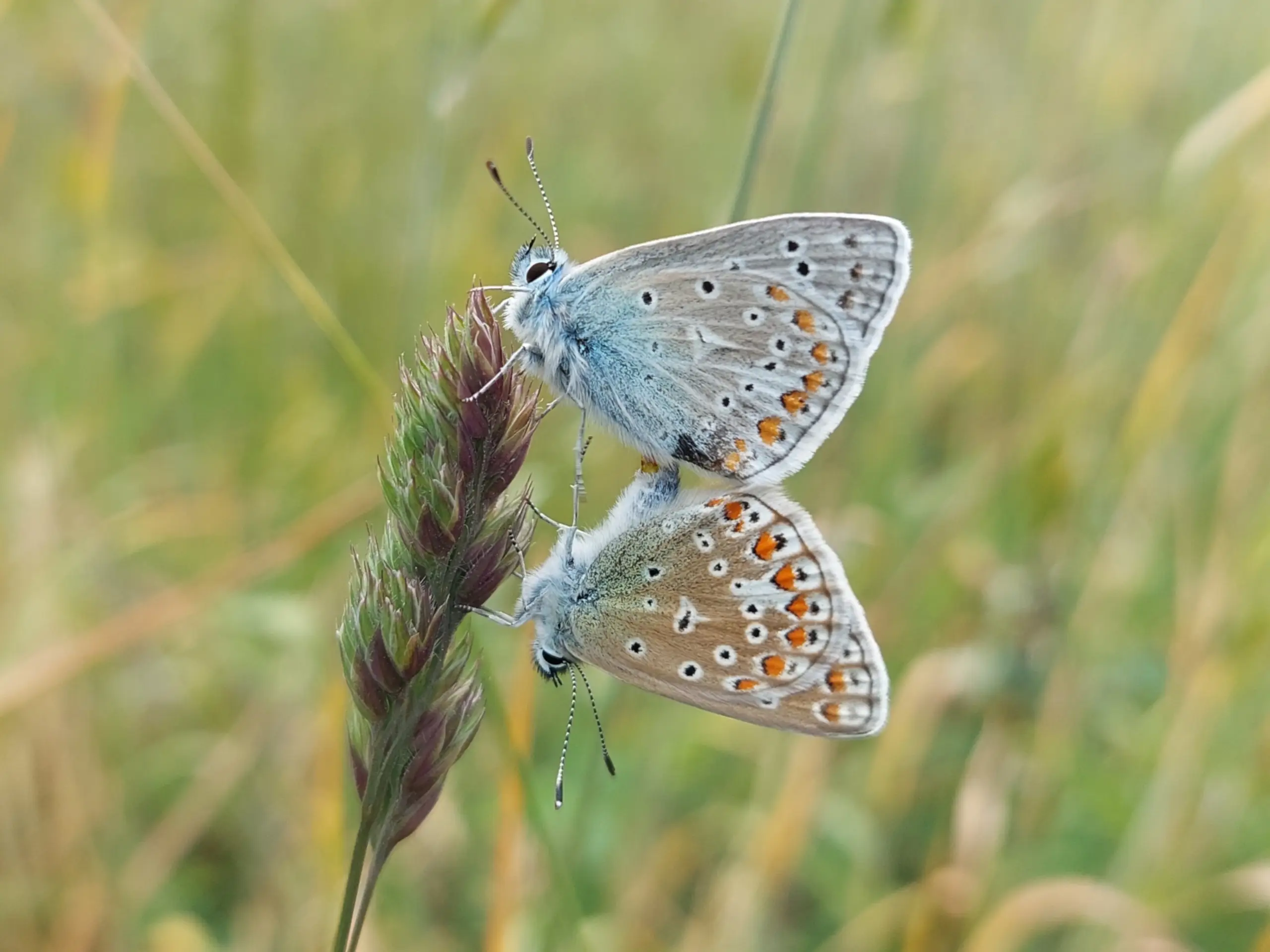Vlinders in het veld