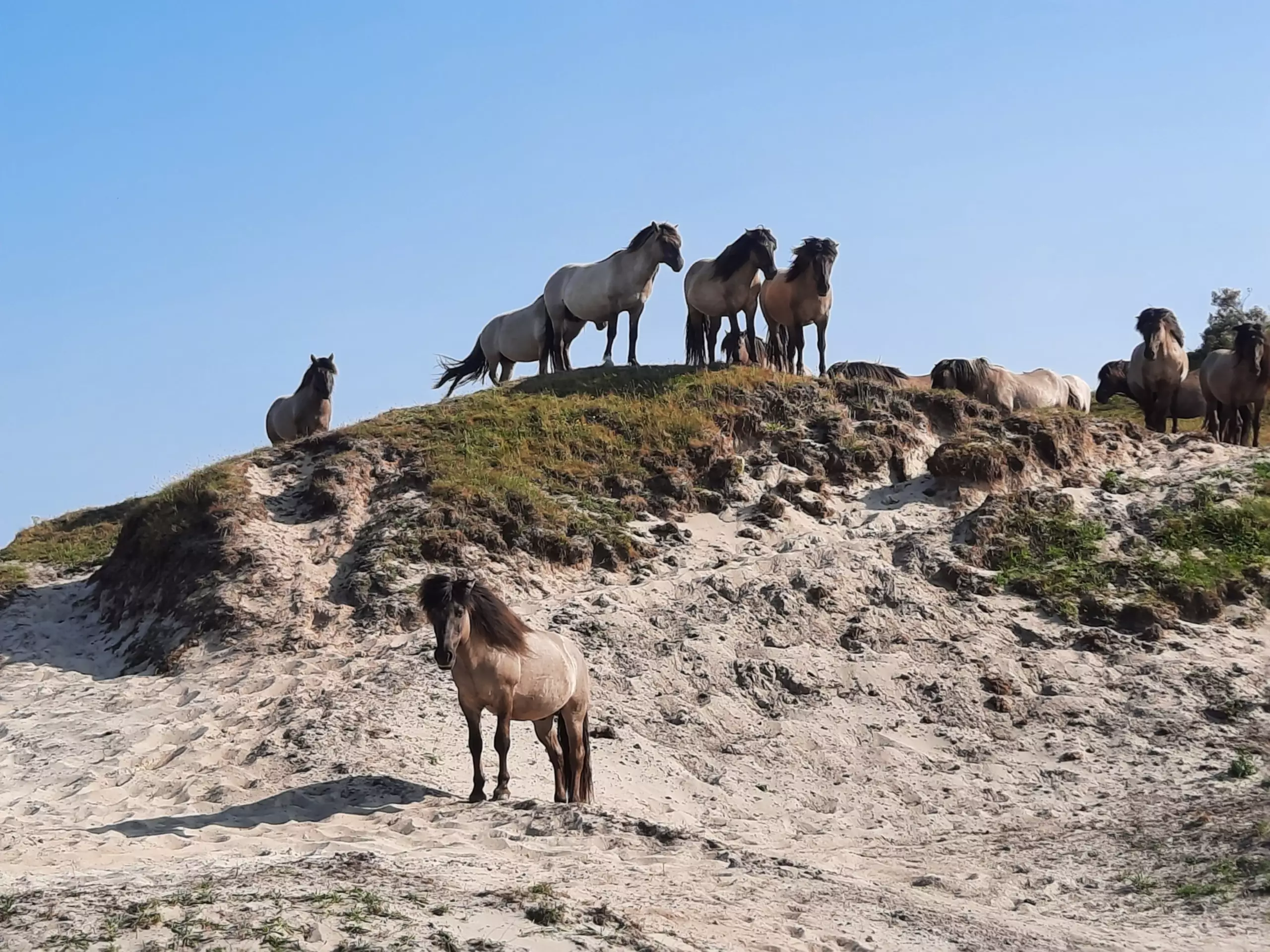 Konikpaarden VVV Texel fotograaf Ingrid de Boer