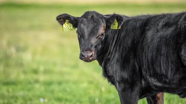 Entlang Grosse Weidetiere
