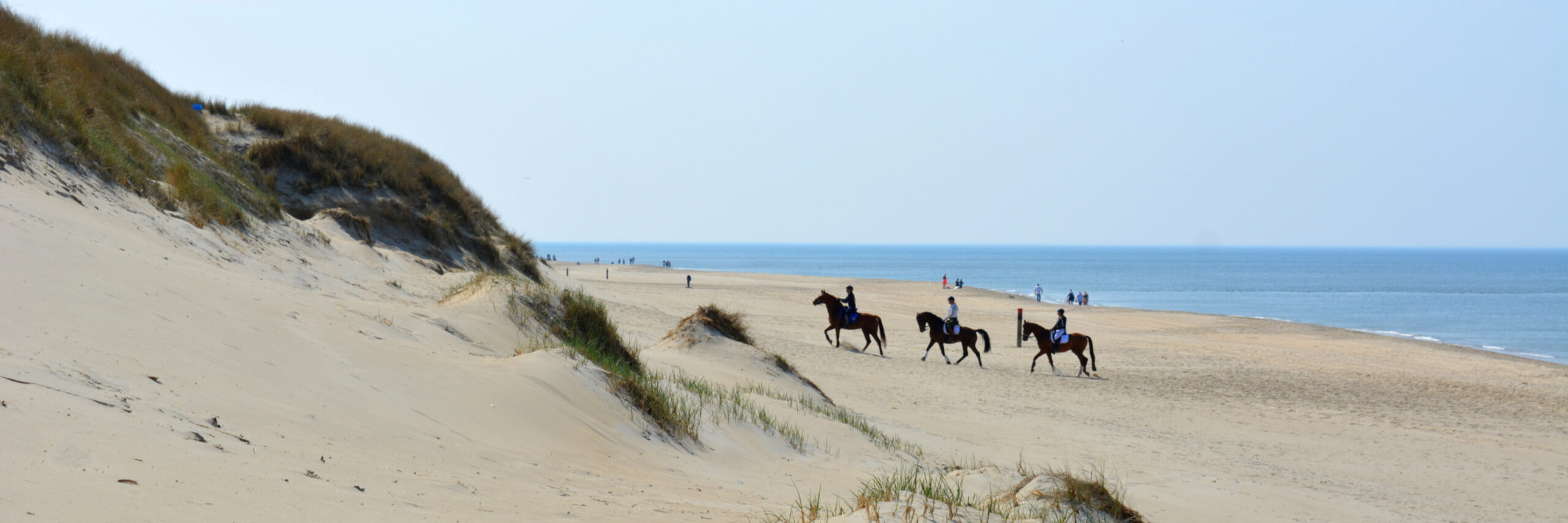 Paardrijden op het strand en in de duinen