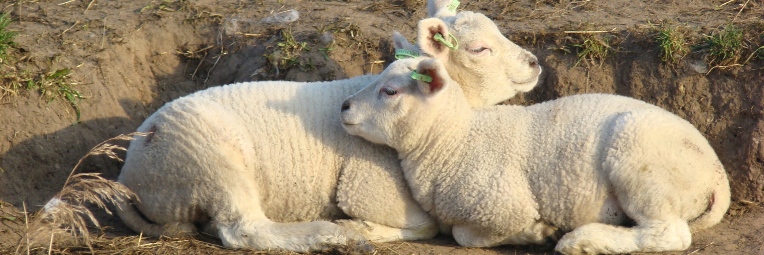 Knuffelende lammetjes fotograaf Marlon Bruin VVV Texel