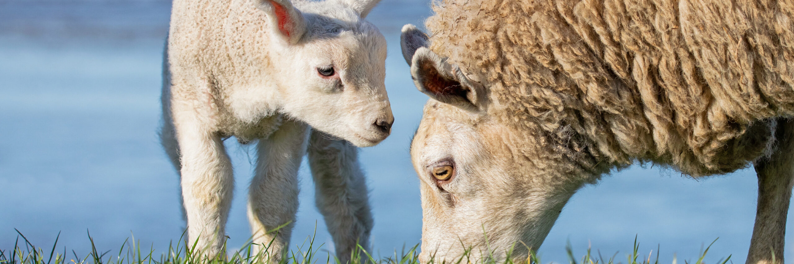 Lammetje en schaap Justin Sinner