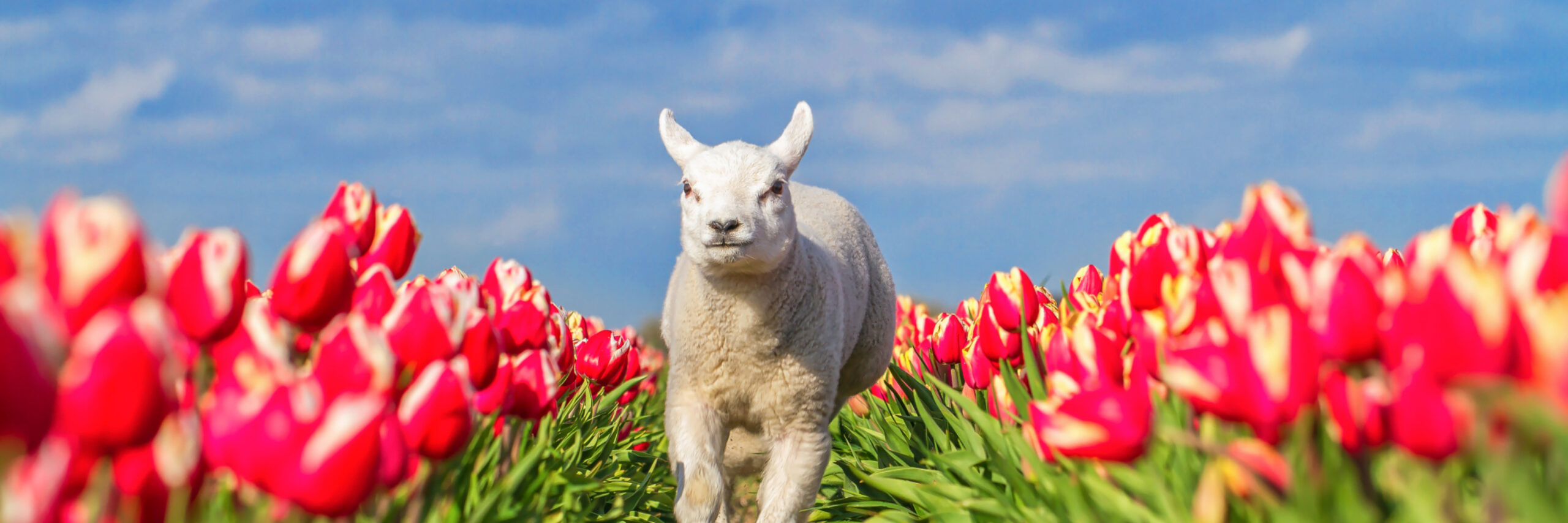 Lammetje rent door tulpenveld VVV Texel fotograaf Justin Sinner