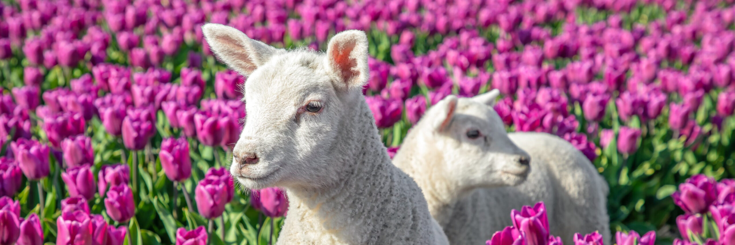 Lammetjes in een paars tulpenveld VVV Texel Fotograaf Justin Sinner