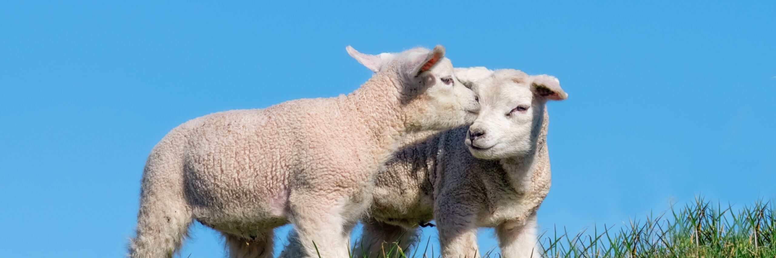 Lammetjes kusje