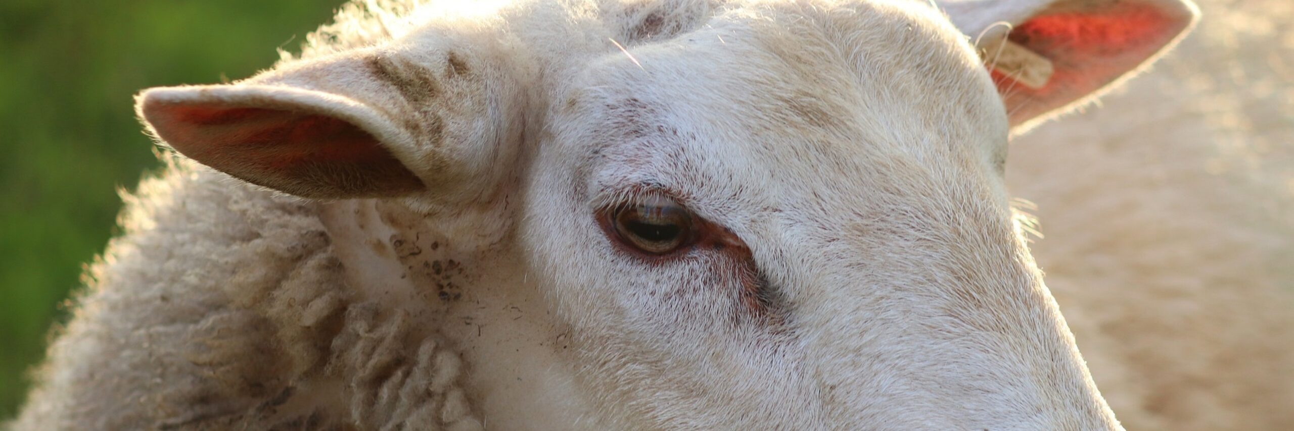 Schaap met wollige vacht VVV Texel