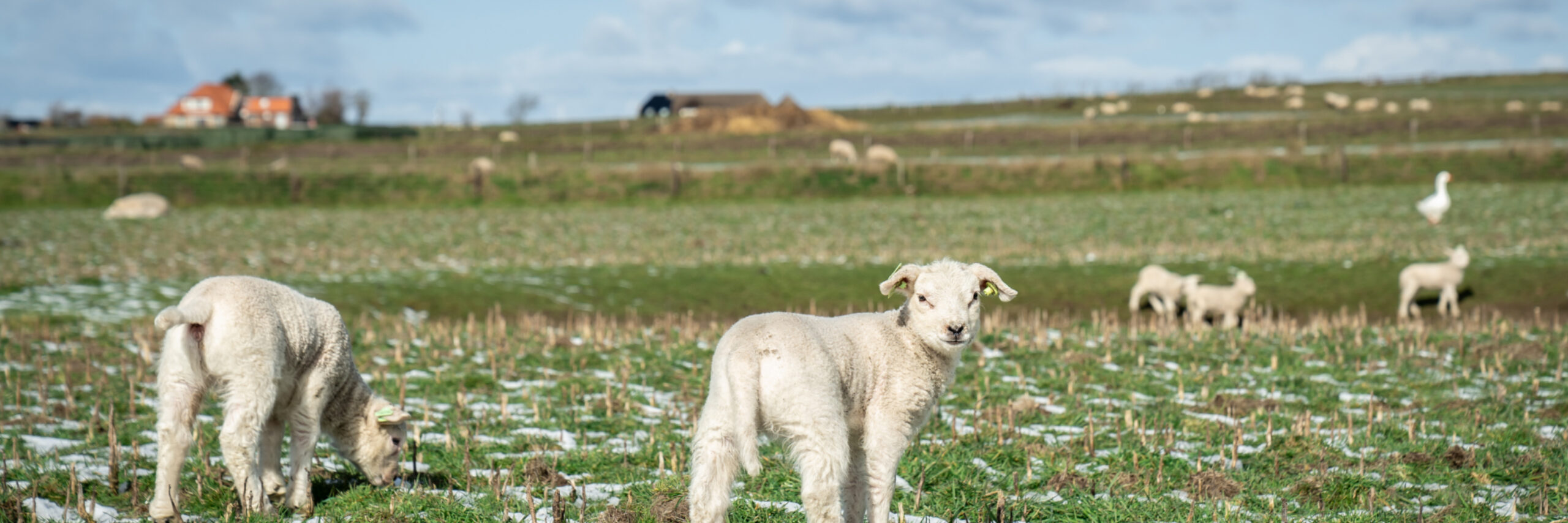 Lammetjes in de sneeuw